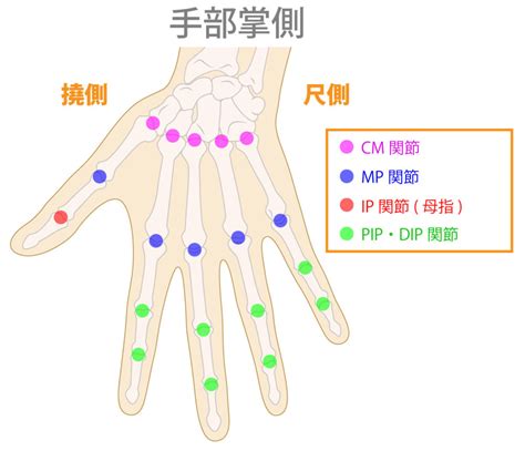 骨節手|『手根間関節』・『手根中手関節』・『中手指節関節。